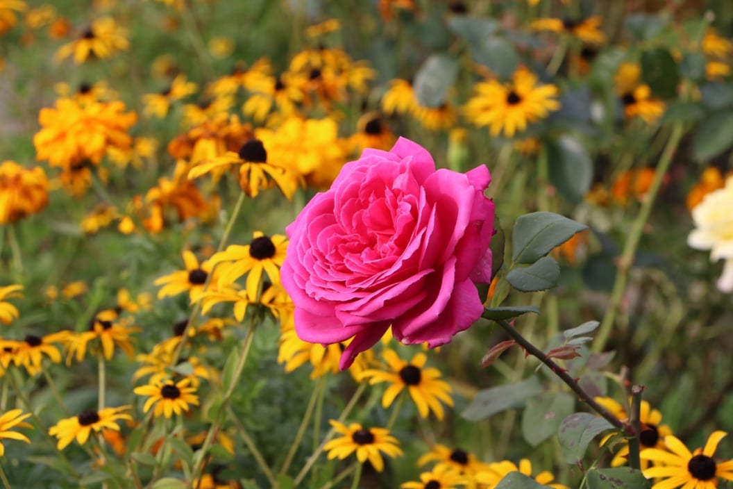 Rosendünger 15 Hausmittel zum Rosen düngen