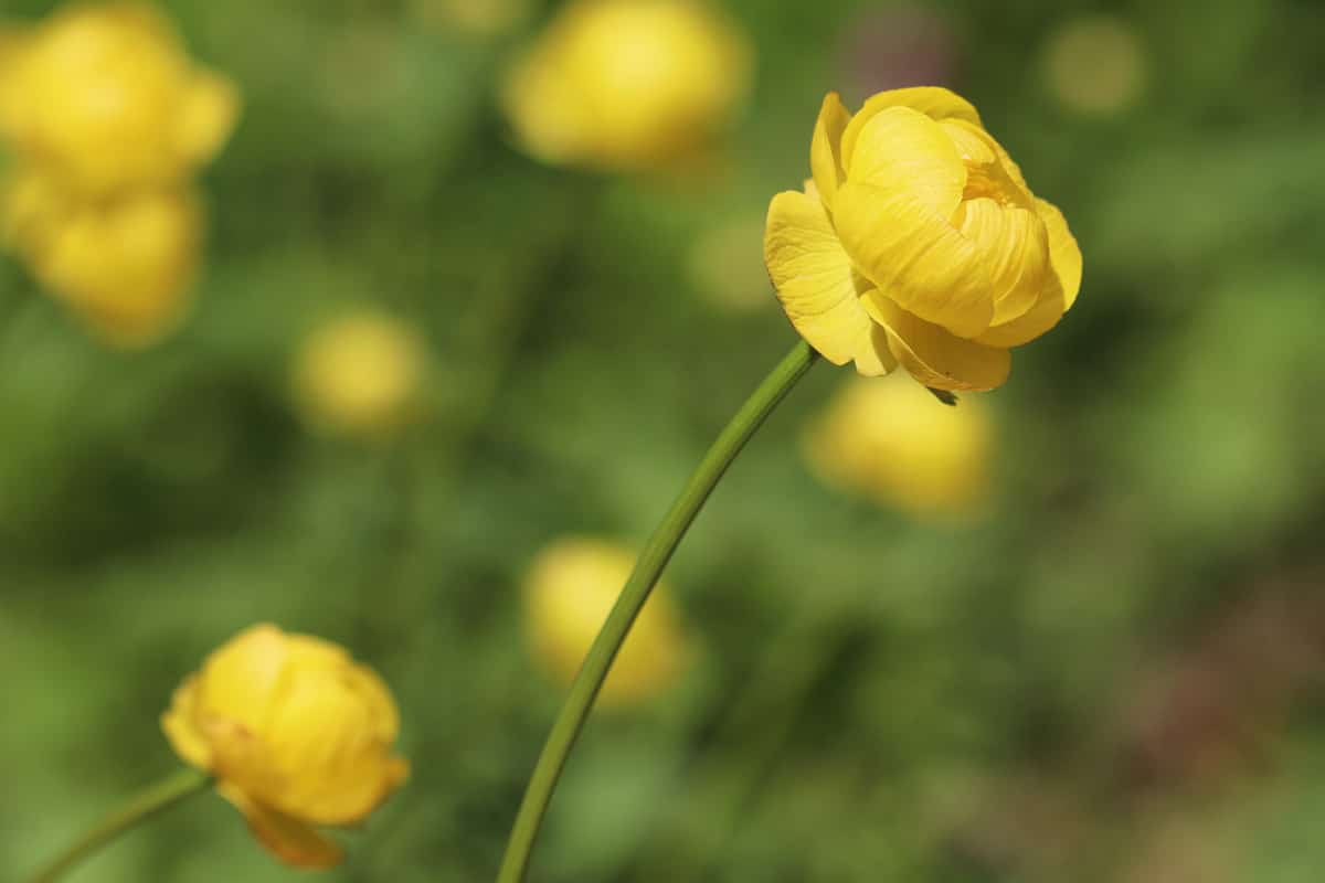 Trollblume - Trollius europaeus