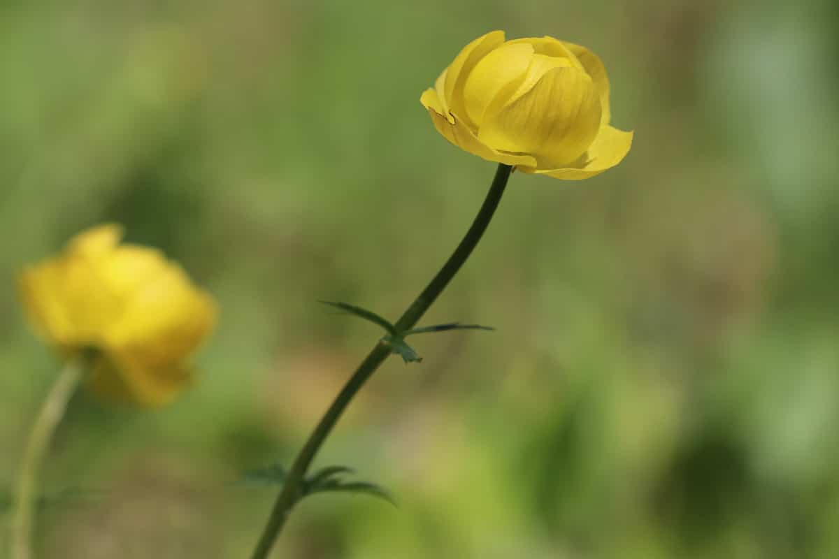 Trollblume - Trollius europaeus