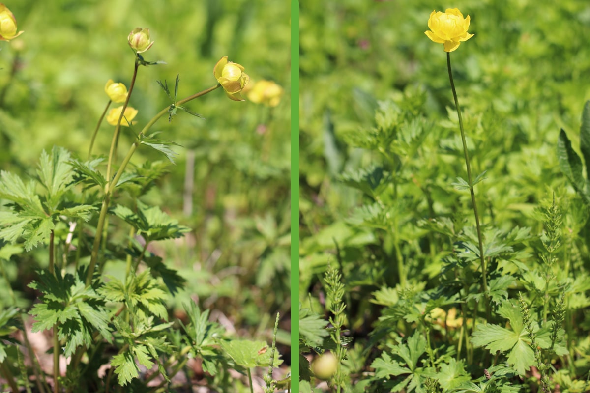 Trollblume - Trollius europaeus