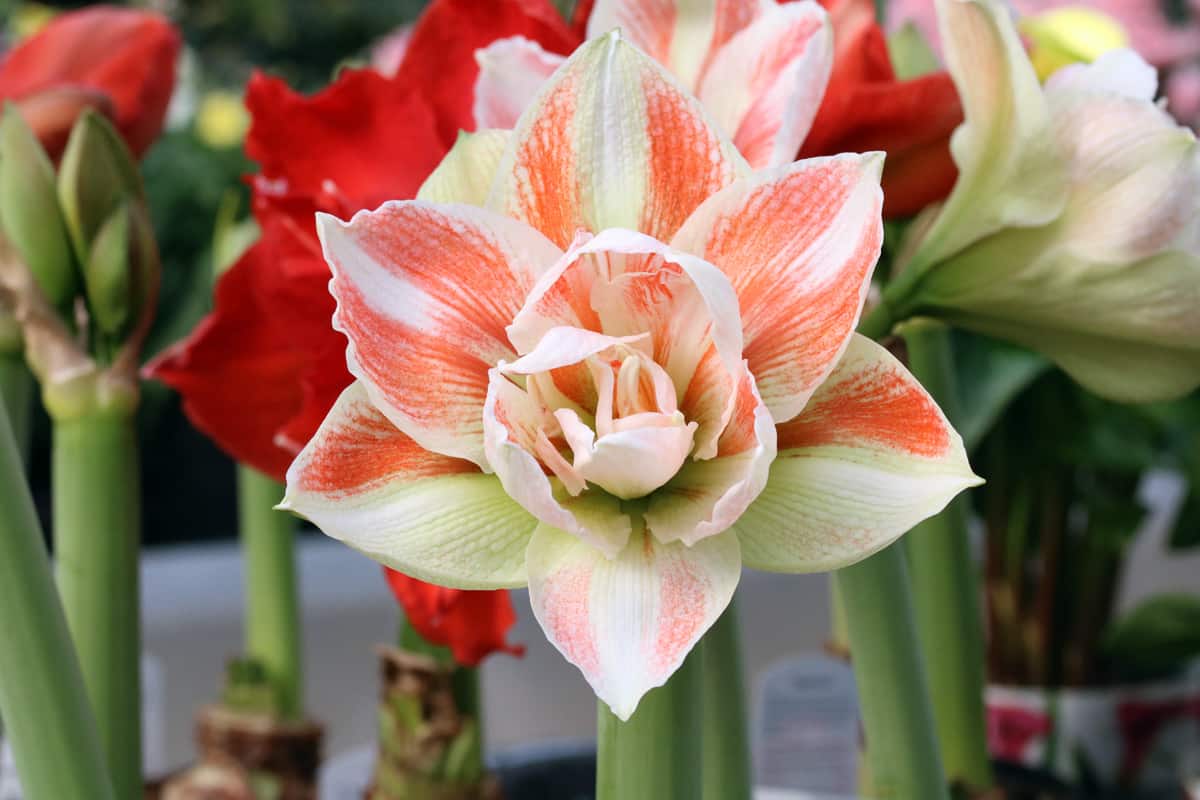 Amaryllis / Ritterstern - Hippeastrum