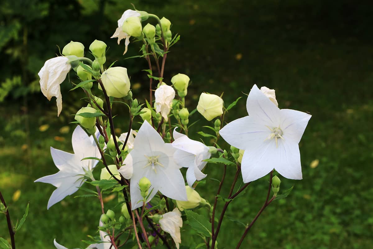 Ballonblume - Platycodon grandiflorus