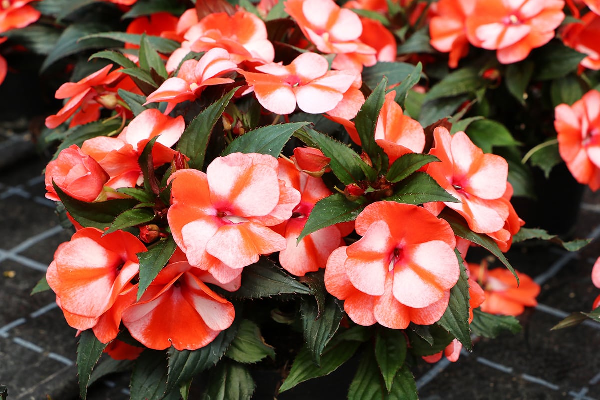 Begonie - Begonia boliviensis