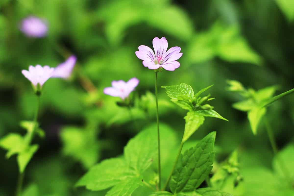 Bergwald-Storchenschnabel - Geranium nodosum