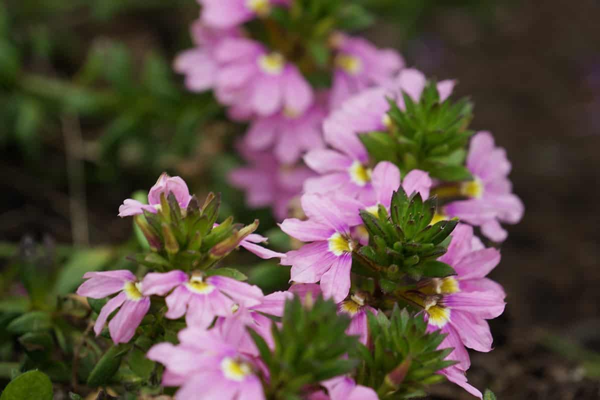 Blaue Fächerblume - Scaevola aemula