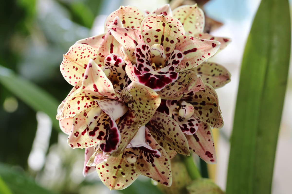 Cymbidium-Orchidee - Cymbidium