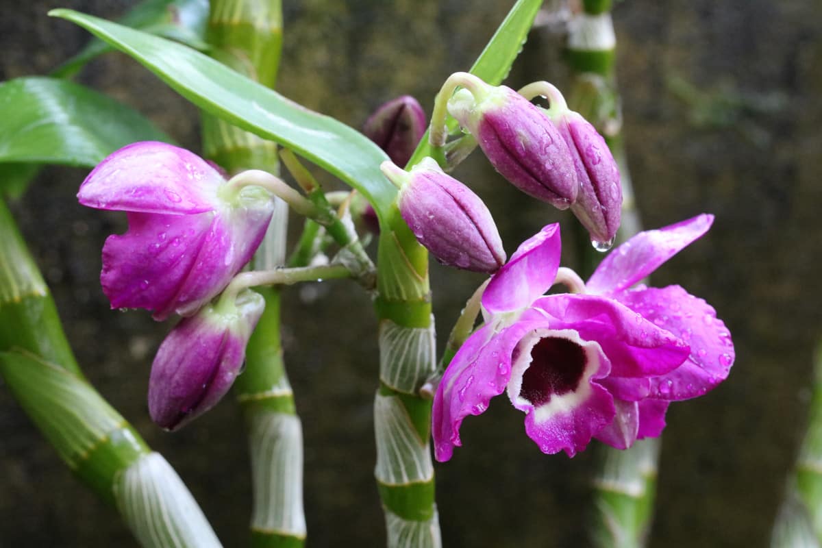 Dendrobium-Orchideen - Dendrobium