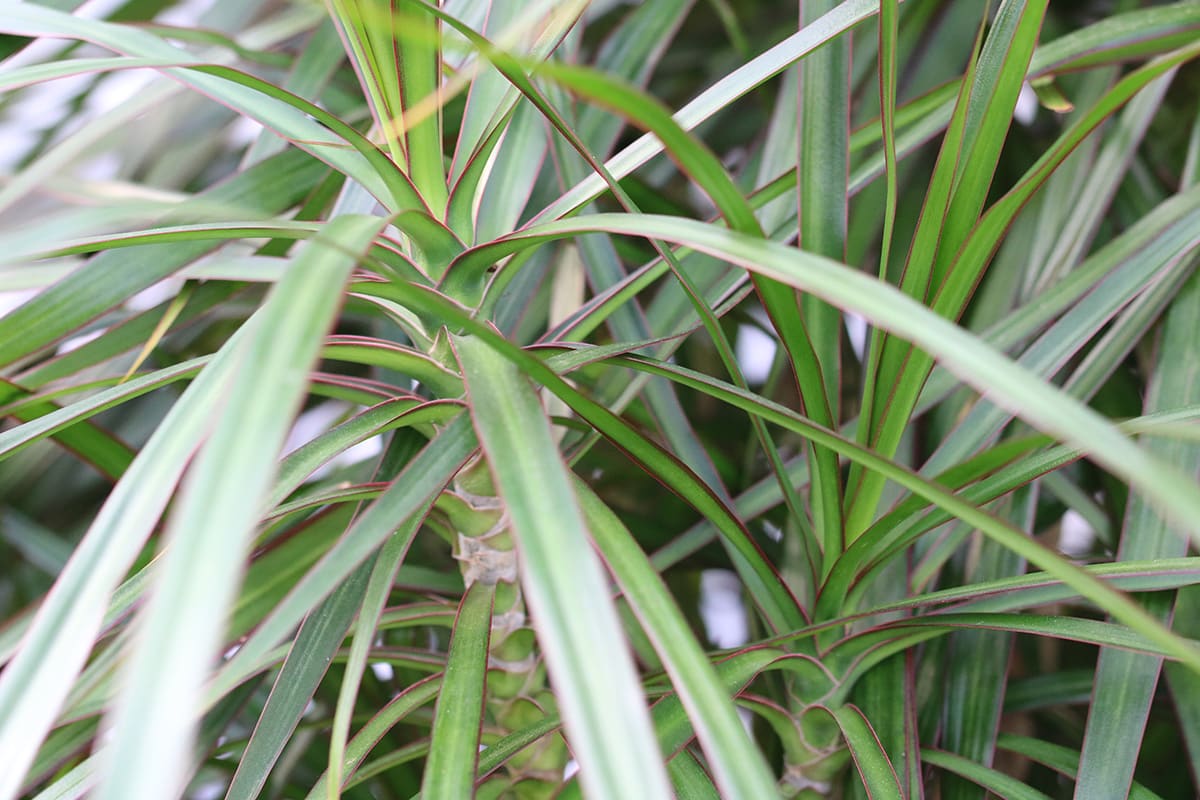 efeututen kaufen Epipremnum Aureum (Efeutute) kaufen? | Hängepflanze