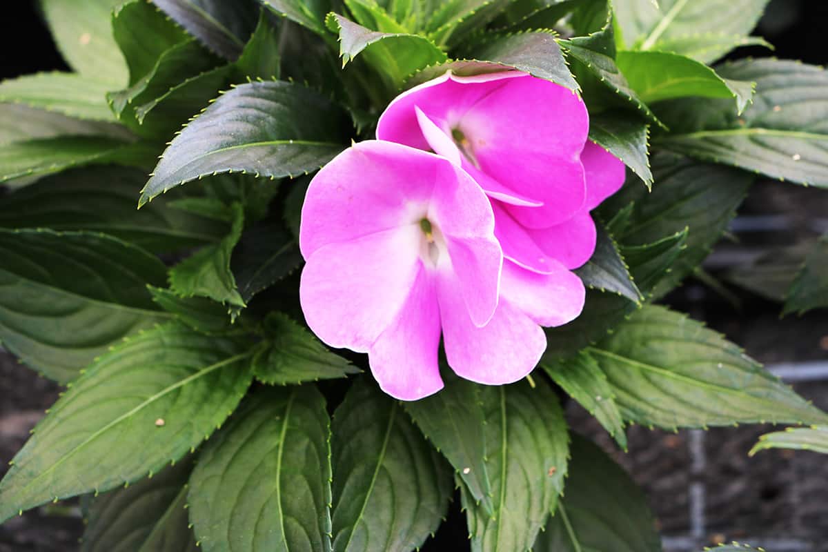 Edellieschen - Impatiens Neuguiena-Hybriden