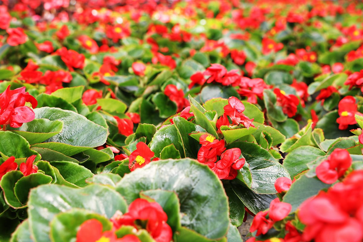 Eisbegonie - Begonia x semperflorens cultorum