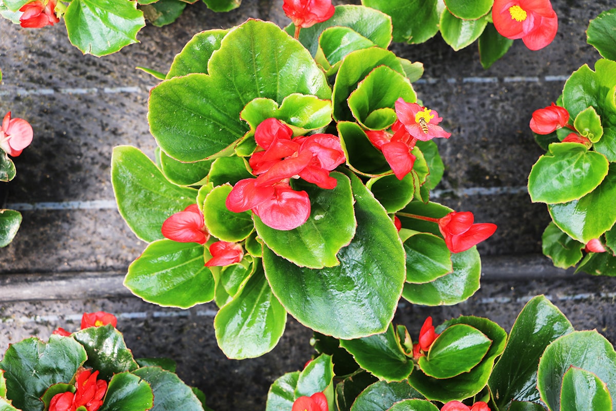 Eisbegonie - Begonia x semperflorens cultorum