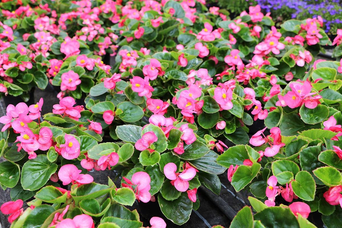 Eisbegonie - Begonia x semperflorens cultorum