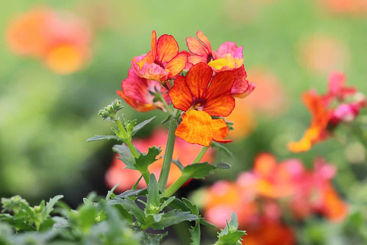 Elfenspiegel - Nemesia strumosa