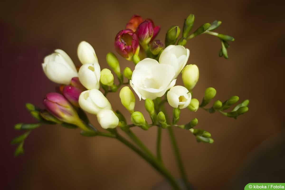 Freesien, Freesia: Pflege Tipps von A - Z - Hausgarten.net