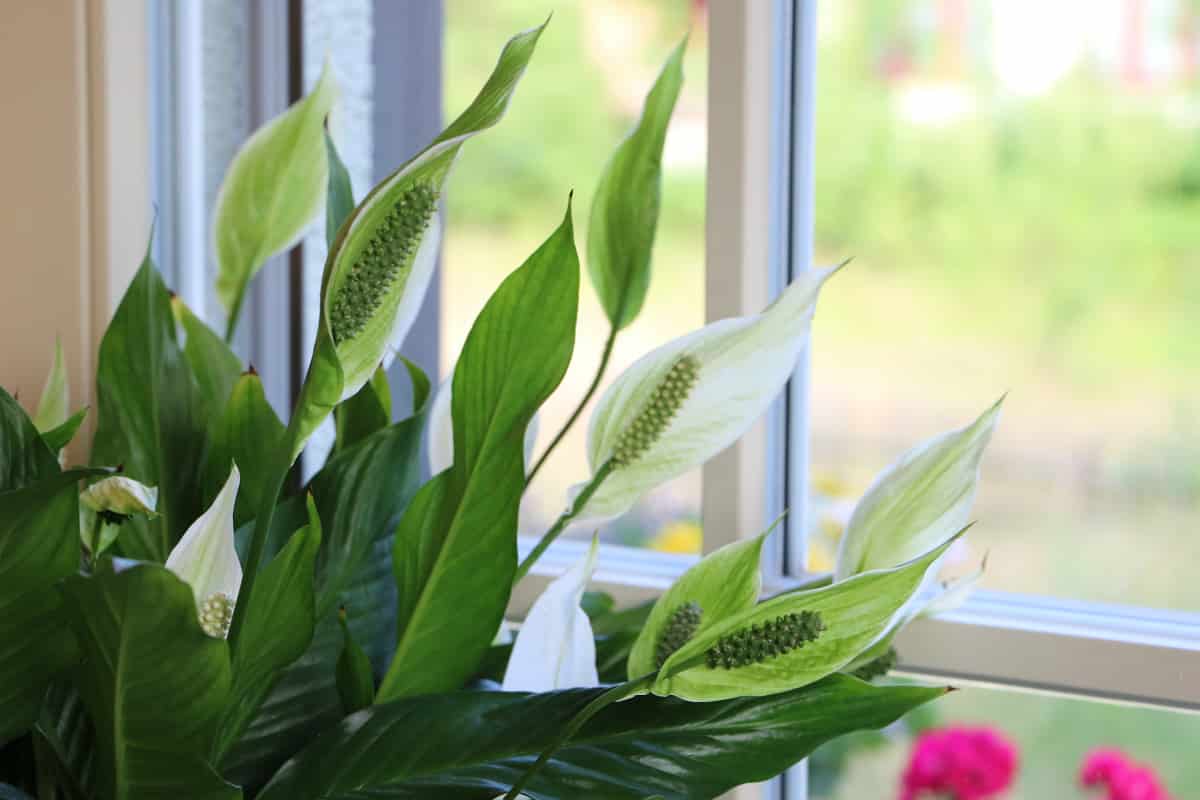 Friedenslilie / Einblatt - Spathiphyllum