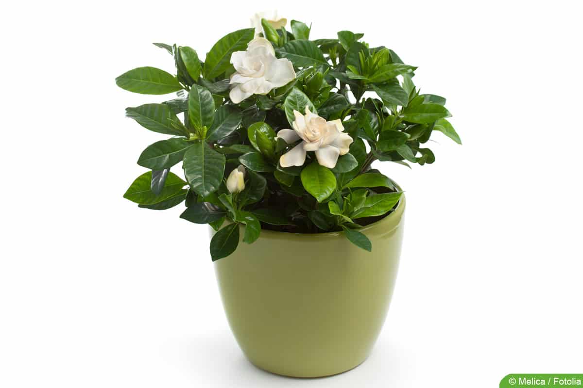 Gardenie - Gardenia jasminoides