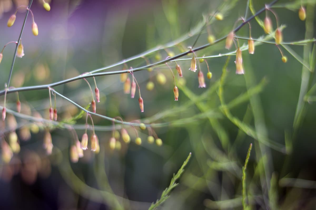 Gemüsespargel: Blüten