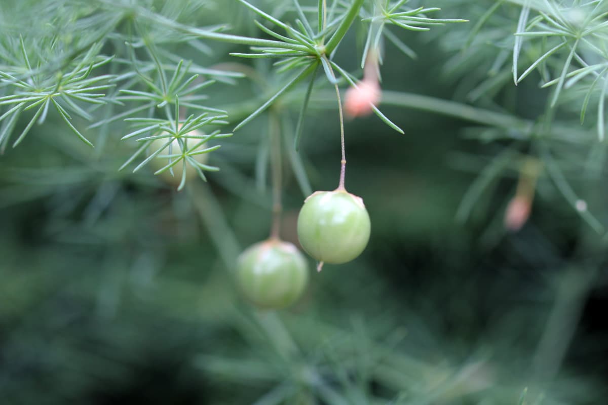 Spargel: Samen gewinnen