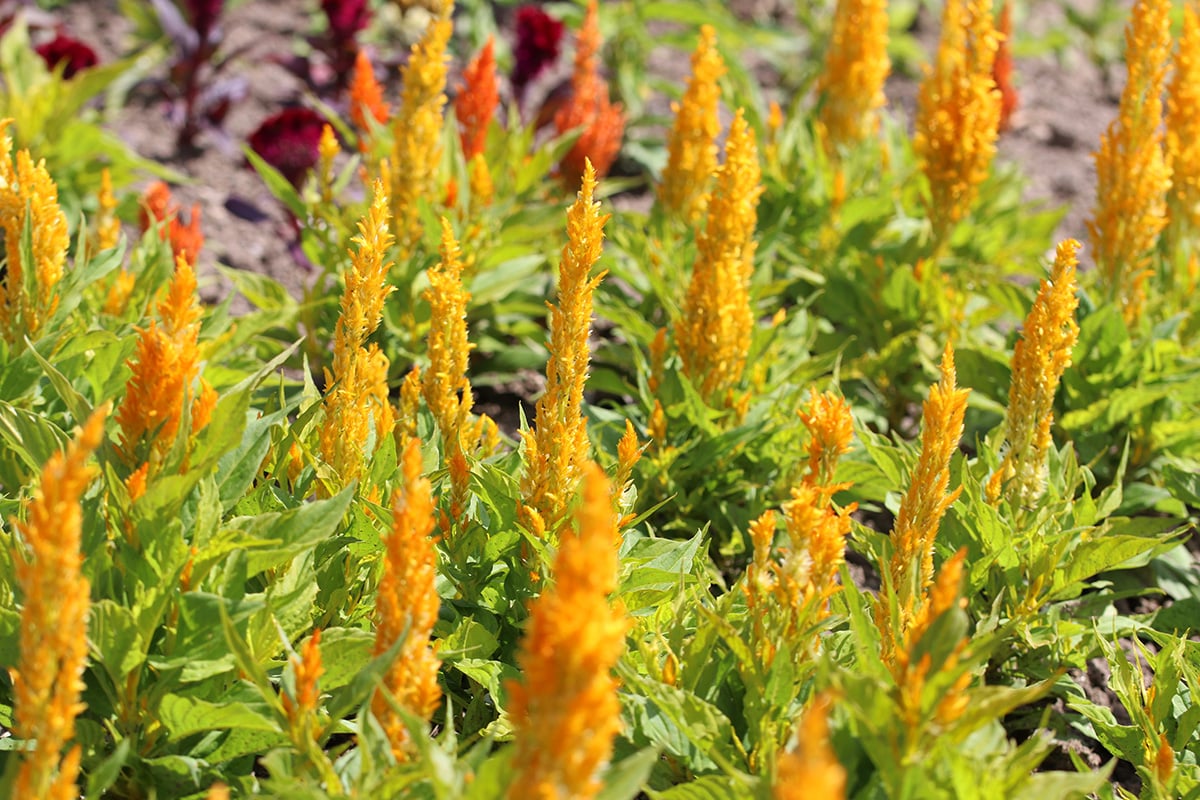 Brandschopf - Hahnenkopf - Celosia