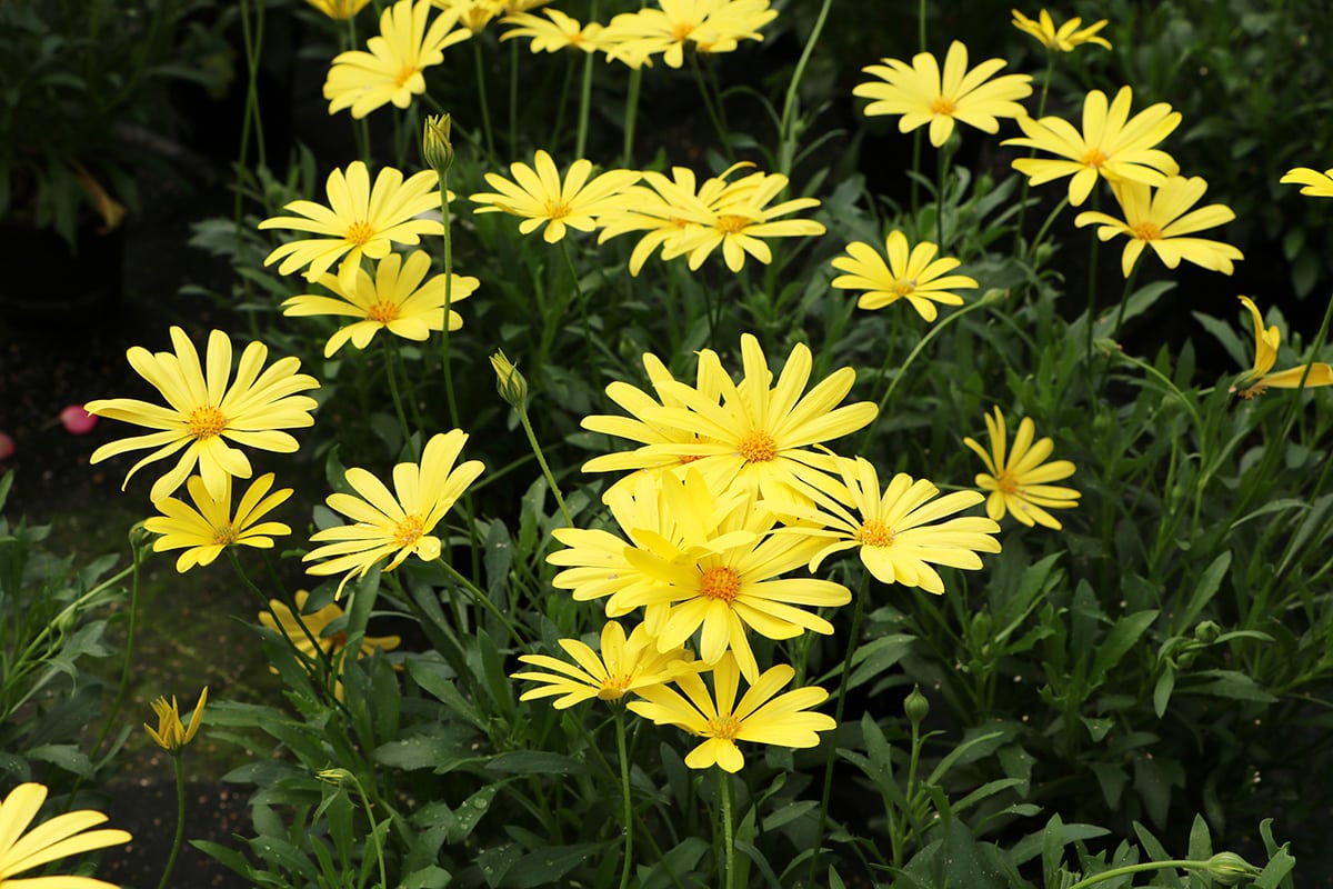 Kapkörbchen - Osteospermum