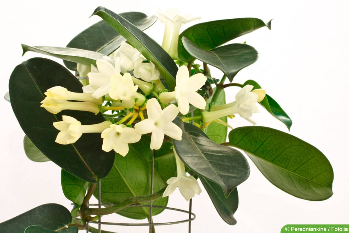 Kranzschlinge - Stephanotis floribunda