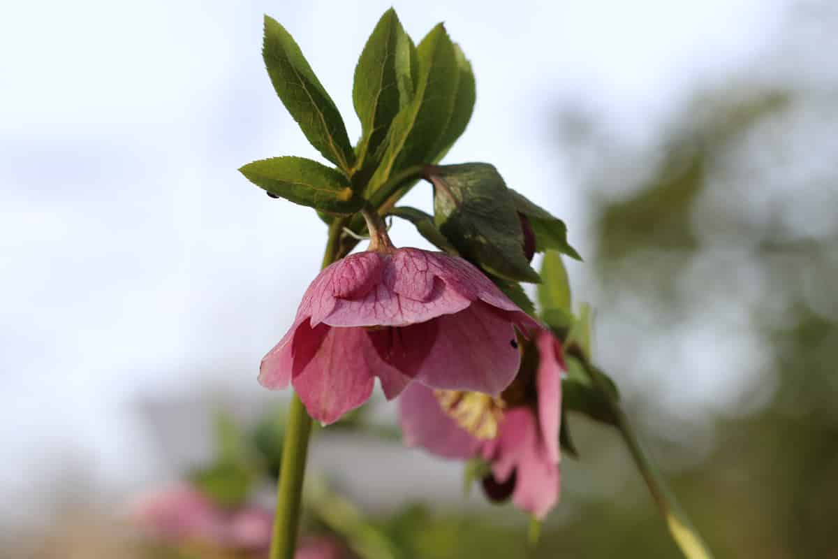 Lenzrose, Helleborus orientalis 13 Tipps zu Pflege