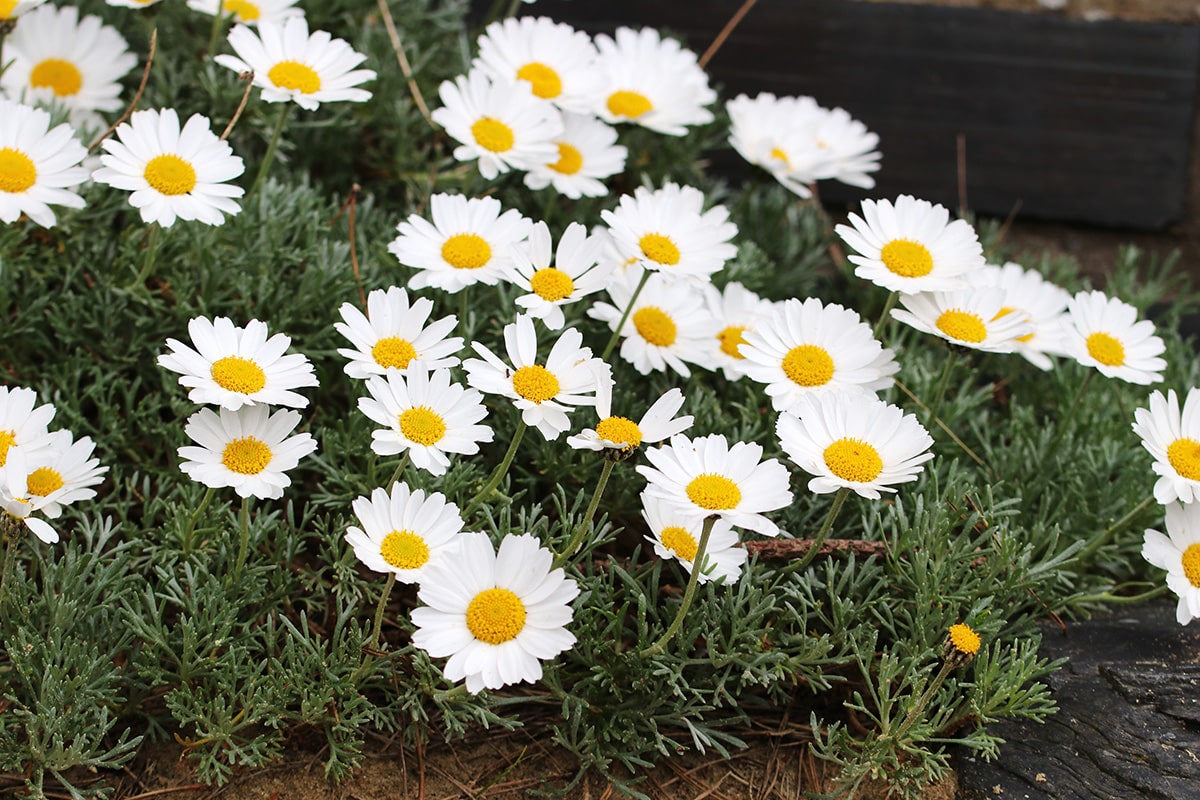 Margeriten - Leucanthemum