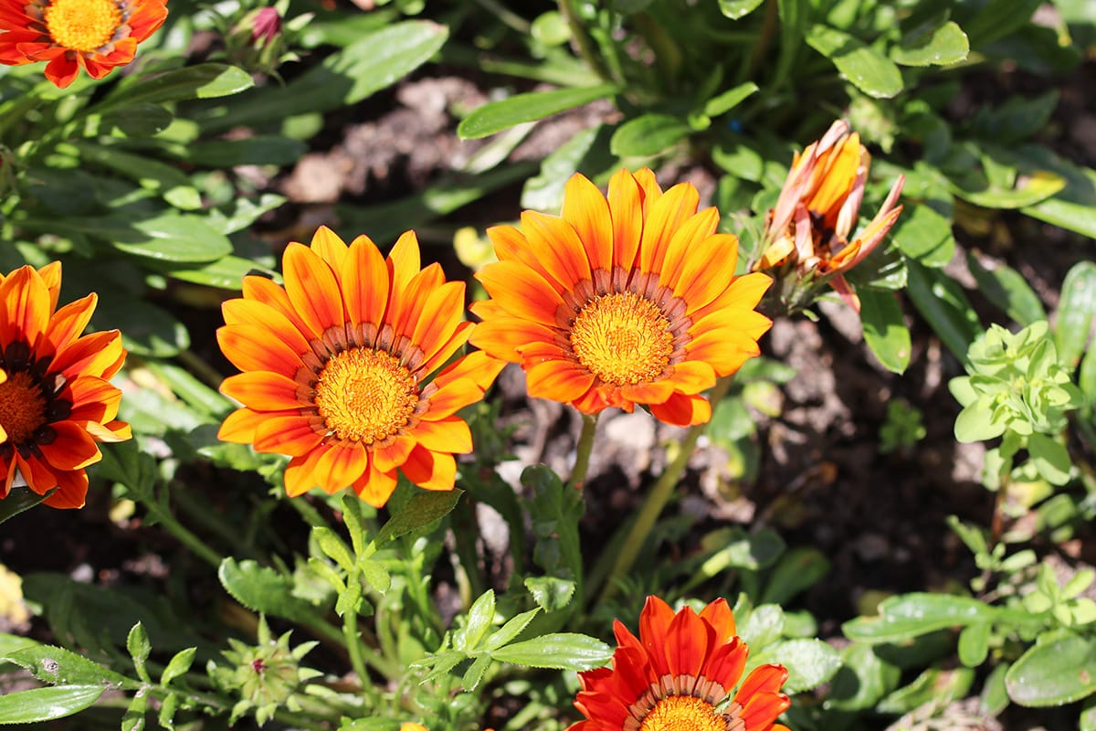 Mittagsgold - Gazania