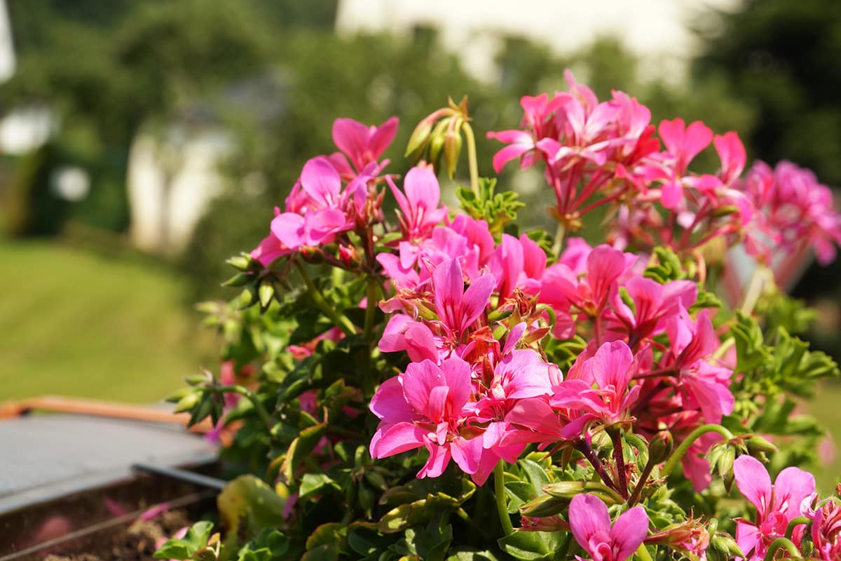 Pelargonien - Pelargonium