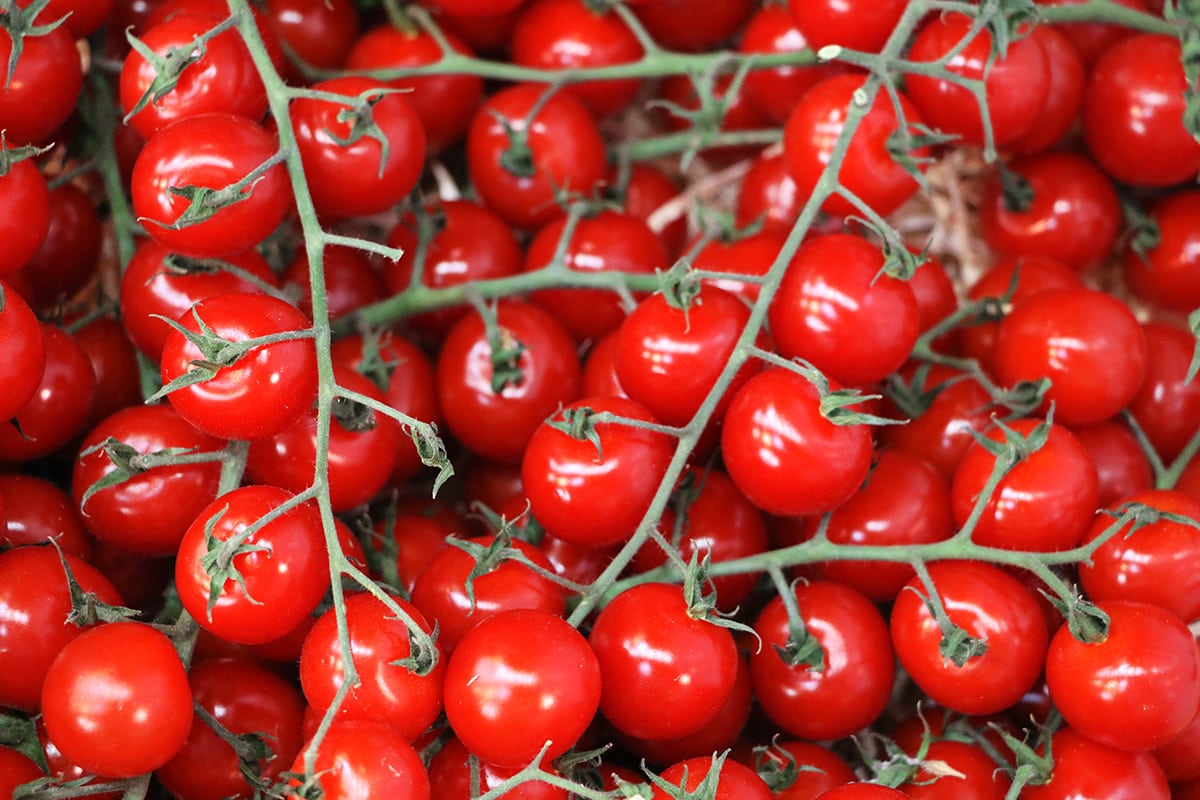 Philovita - resistente Tomatensorte