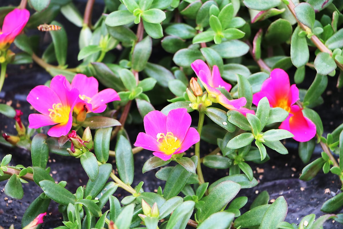 Portulakröschen - Portulaca grandiflora