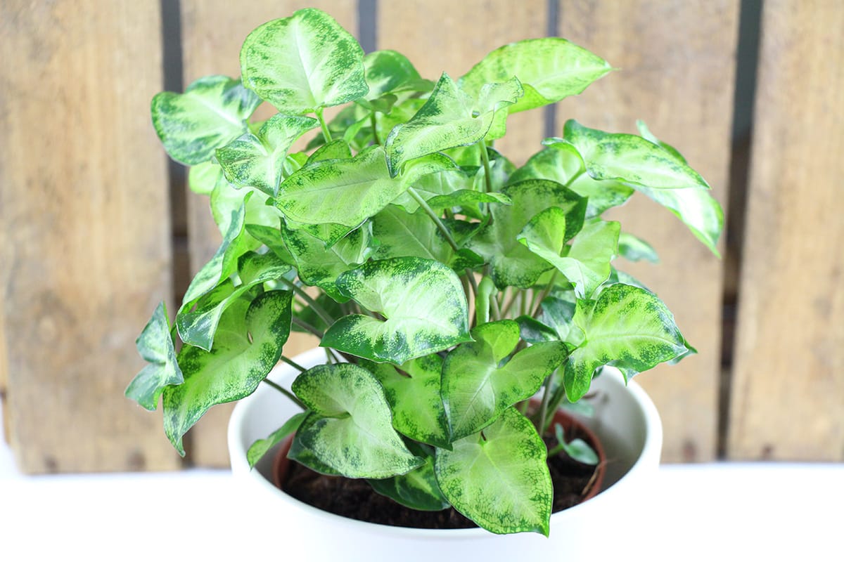 Purpurtute, Syngonium: Pflege und Vermehrung - Hausgarten.net
