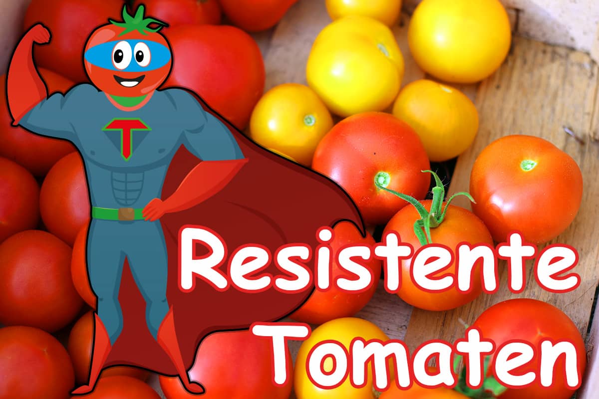 Herbst welche Temperaturen vertragen Tomaten nachts?