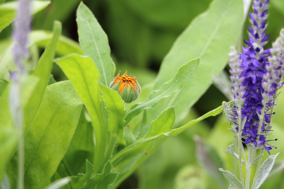 Ringelblume - Calendula officinalis