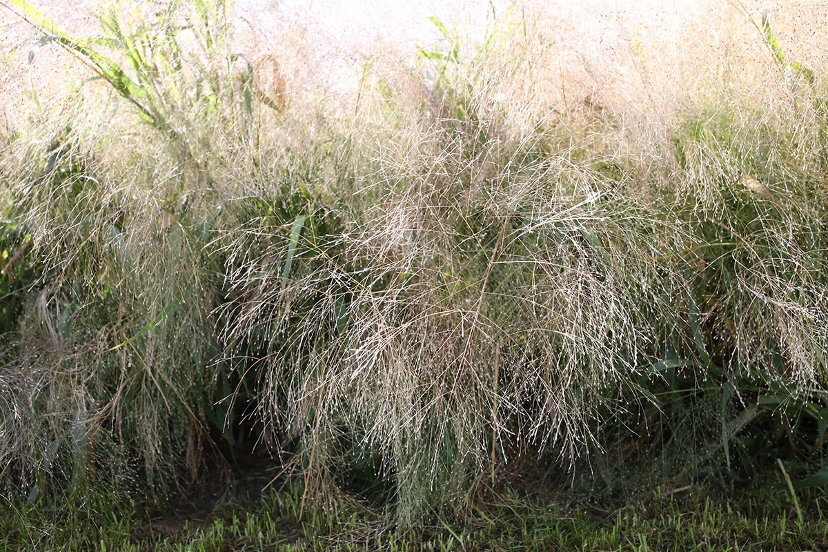 Rutenhirse, Panicum virgatum: Pflege von A - Z - Hausgarten.net