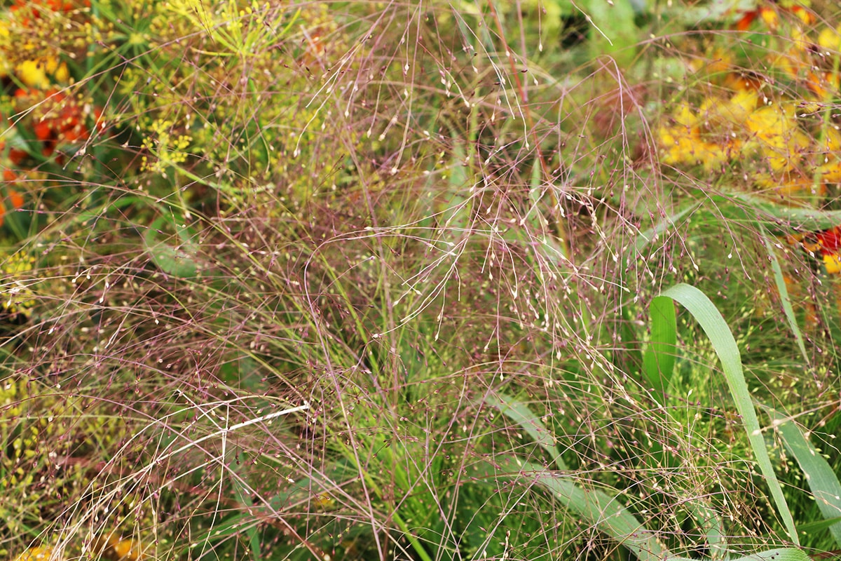 Rutenhirse - Panicum virgatum