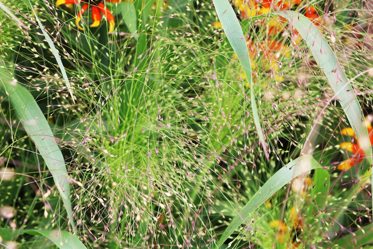 Rutenhirse - Panicum virgatum