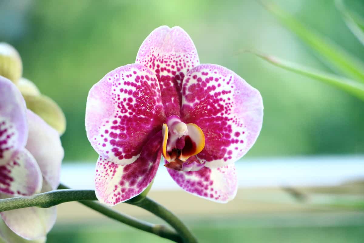 Schmetterlings-Orchidee - Phalaenopsis-Hybriden