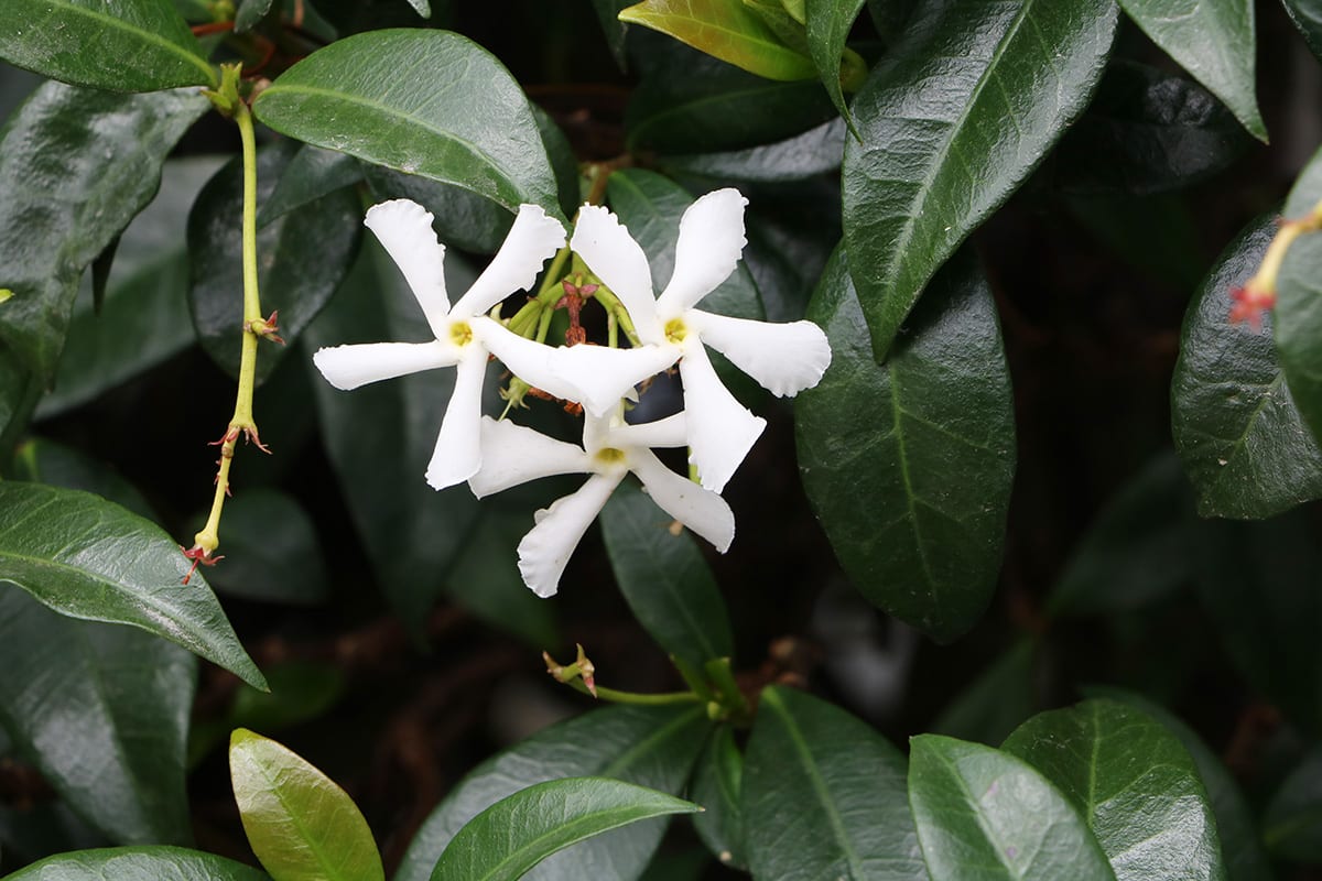 Sternjasmin - Trachelospermum jasminoides