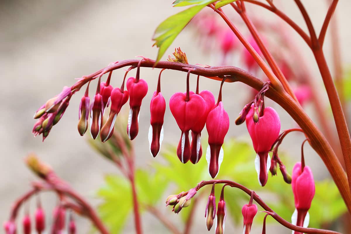 Tränendes Herz - Lamprocapnos spectabilis