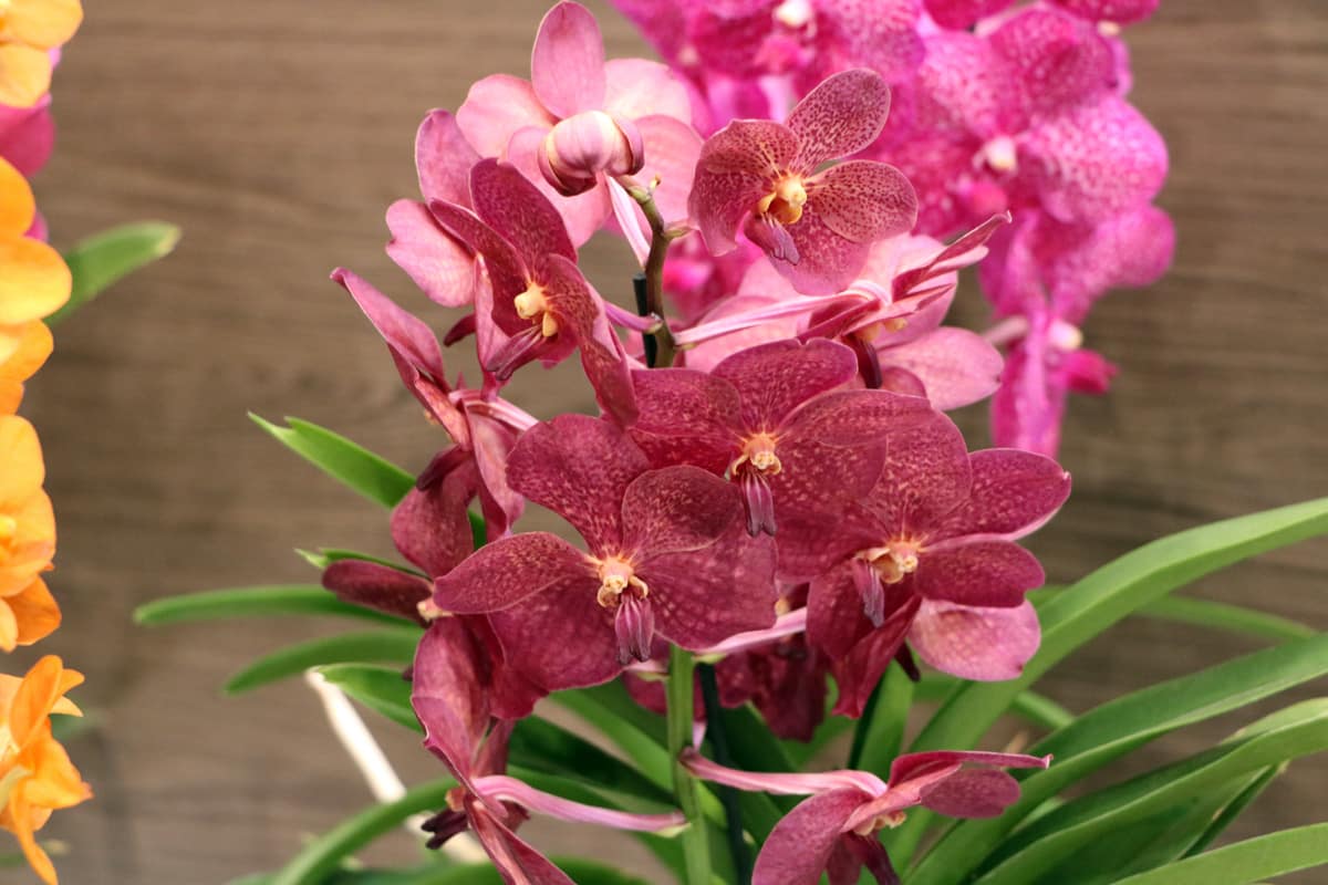 Vanda-Orchidee - Vanda