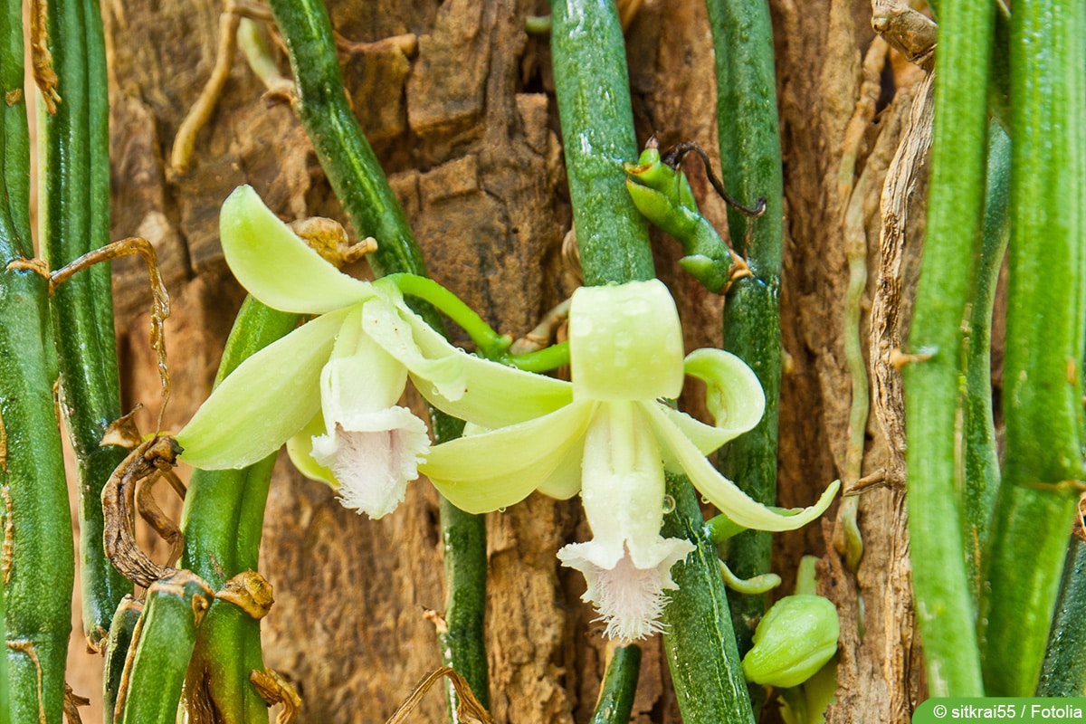 Echte Vanille - Vanilla planifolia
