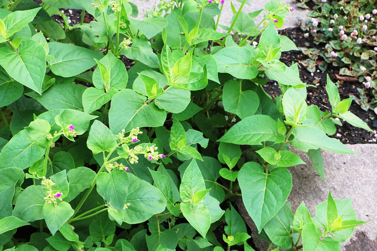 Wunderblume - Mirabilis longiflora