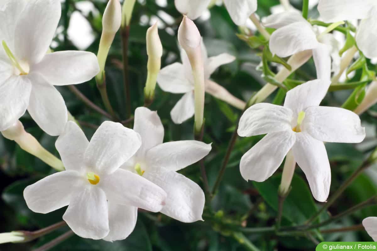 Zimmer-Jasmin - Jasminum Polyanthum