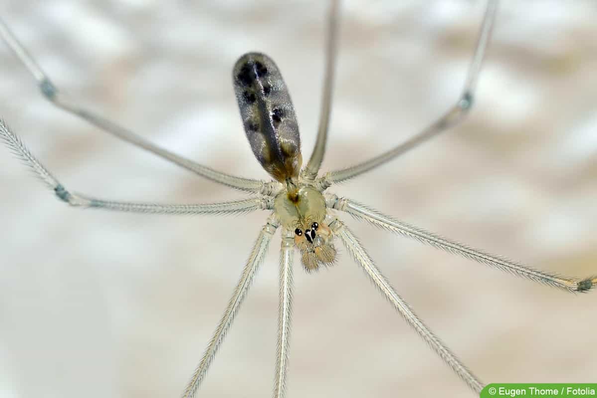 Zitterspinne im Haus: so kann man sie loswerden - Hausgarten.net