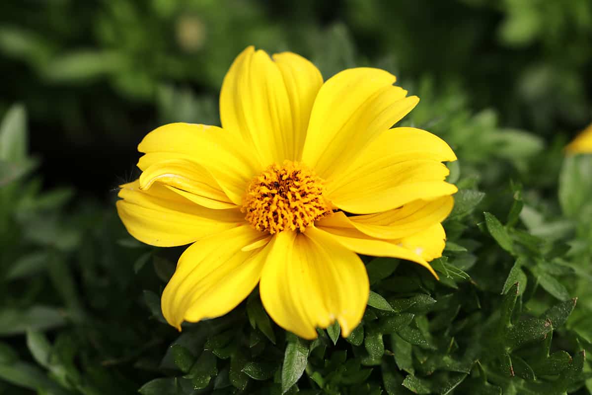 Zweizahn - Bidens ferulifolia