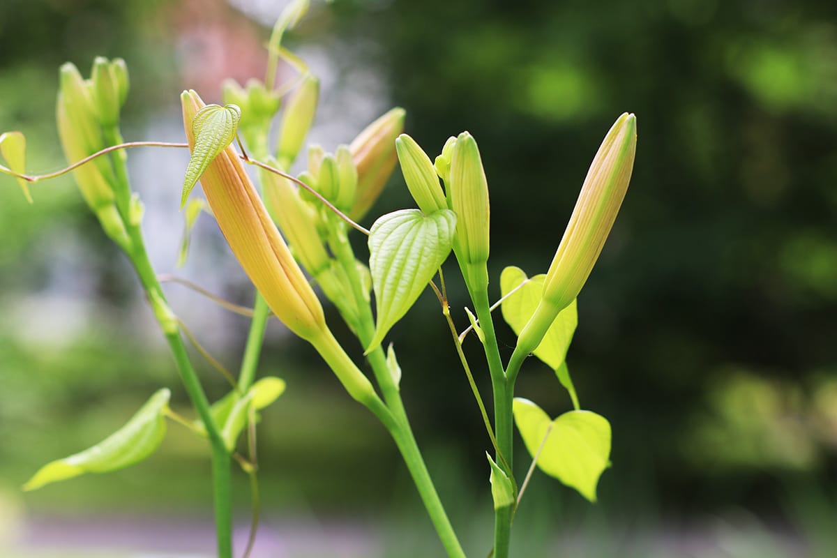 gelbrote Taglilie - Hemerocallis fulva