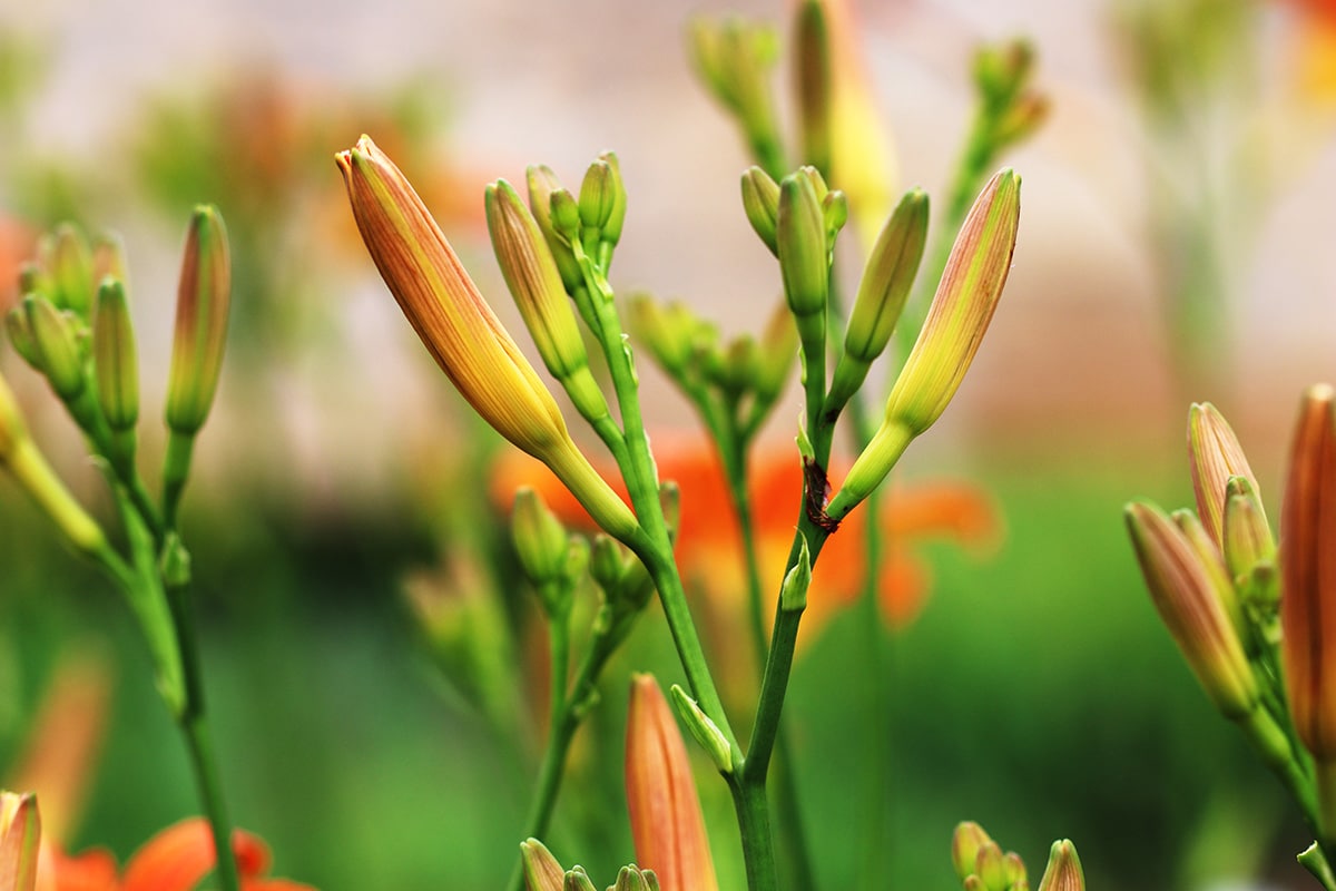 gelbrote Taglilie - Hemerocallis fulva