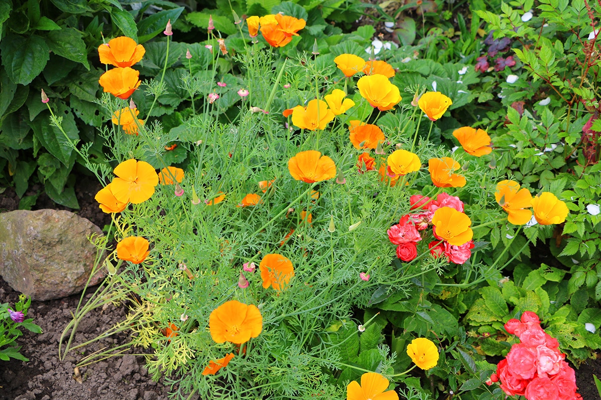 Kalifornischer Mohn - Eschscholzia california