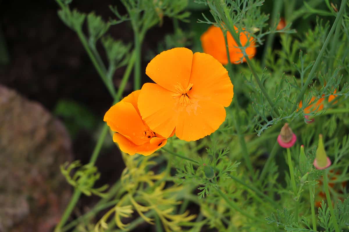 Kalifornischer Mohn - Eschscholzia california